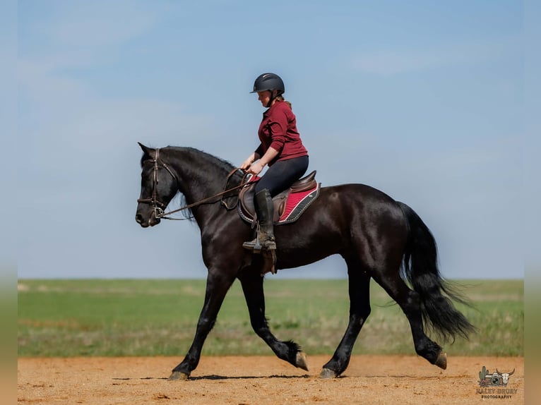 Frisone / Frisone Occidentale Mix Castrone 6 Anni 168 cm Morello in Auburn