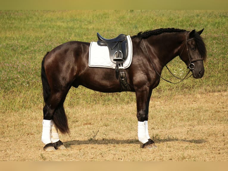 Frisone / Frisone Occidentale Mix Castrone 6 Anni 178 cm Morello in Fresno