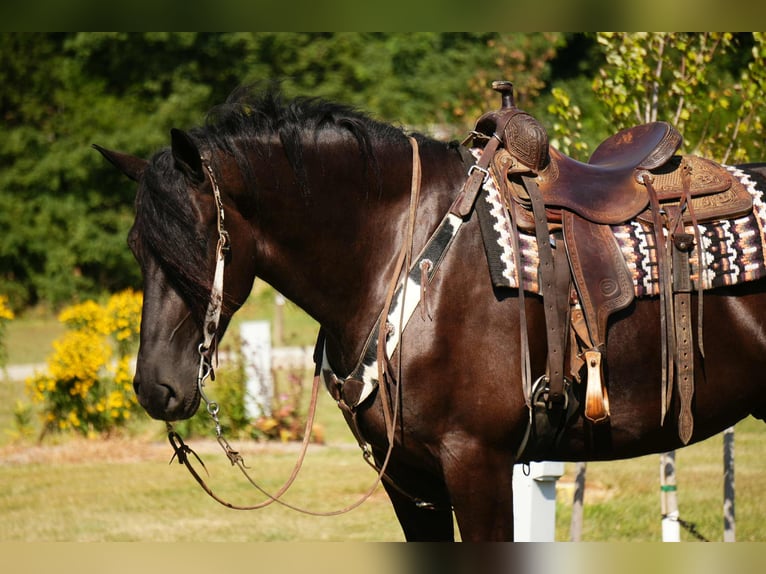 Frisone / Frisone Occidentale Mix Castrone 6 Anni 178 cm Morello in Fresno