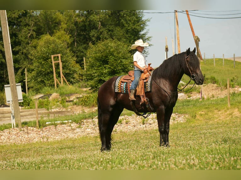 Frisone / Frisone Occidentale Mix Castrone 6 Anni 178 cm Morello in Fresno