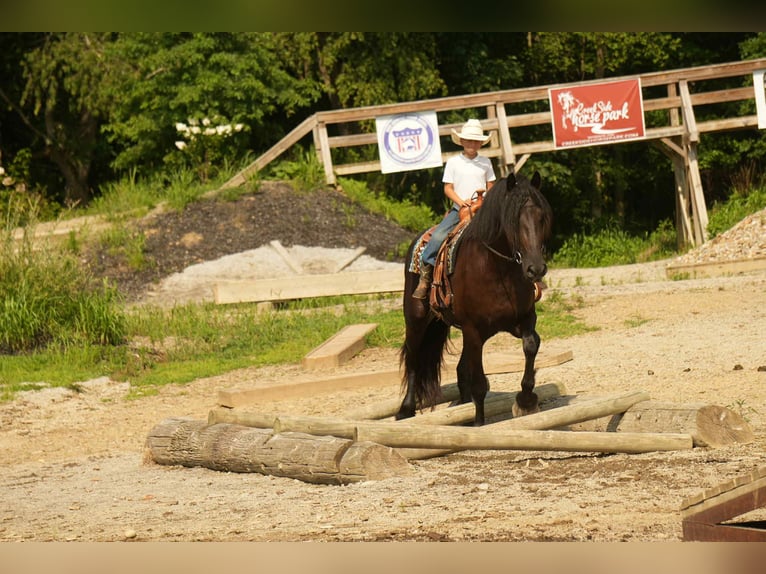 Frisone / Frisone Occidentale Mix Castrone 6 Anni 178 cm Morello in Fresno