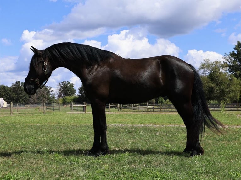 Frisone / Frisone Occidentale Castrone 6 Anni Morello in Howell