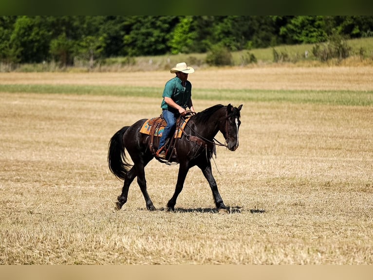 Frisone / Frisone Occidentale Mix Castrone 6 Anni Morello in Santa Fe