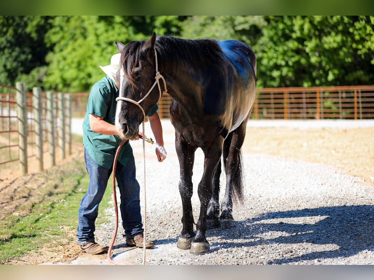 Frisone / Frisone Occidentale Mix Castrone 6 Anni Morello in Santa Fe