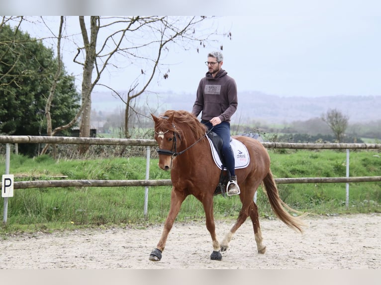 Frisone / Frisone Occidentale Castrone 7 Anni 147 cm Sauro in Saint-guen