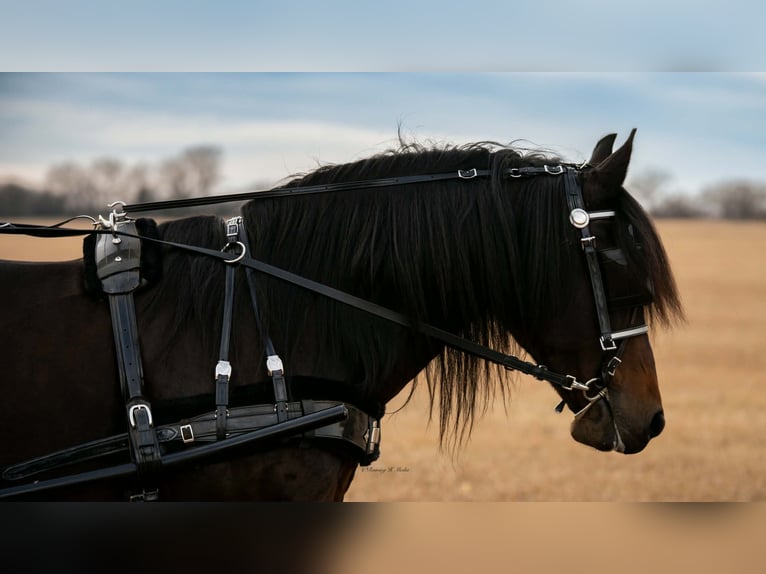 Frisone / Frisone Occidentale Mix Castrone 7 Anni 152 cm Baio scuro in Grand Island