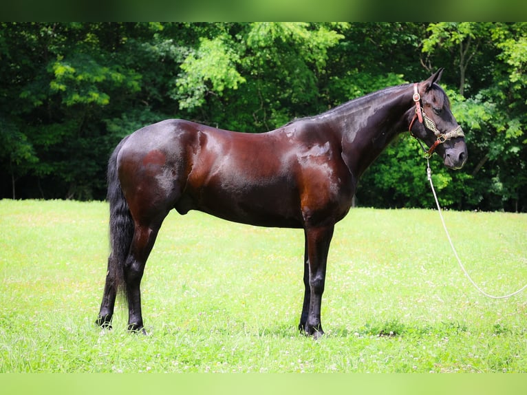 Frisone / Frisone Occidentale Castrone 7 Anni 152 cm Morello in Flemingsburg KY