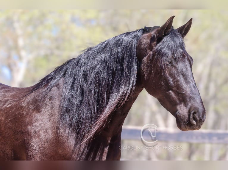 Frisone / Frisone Occidentale Castrone 7 Anni 155 cm Morello in Clover, SC