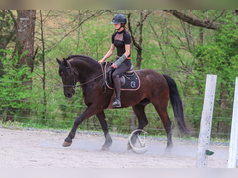 Frisone / Frisone Occidentale Castrone 7 Anni 155 cm Morello in Clover, SC