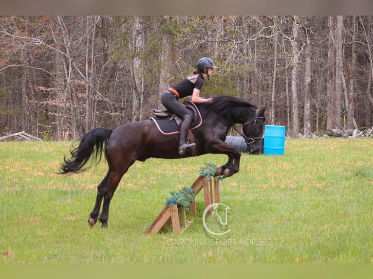 Frisone / Frisone Occidentale Castrone 7 Anni 155 cm Morello in Clover, SC
