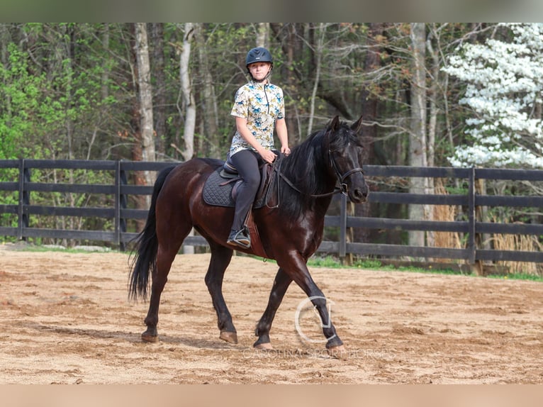 Frisone / Frisone Occidentale Castrone 7 Anni 155 cm Morello in Clover, SC