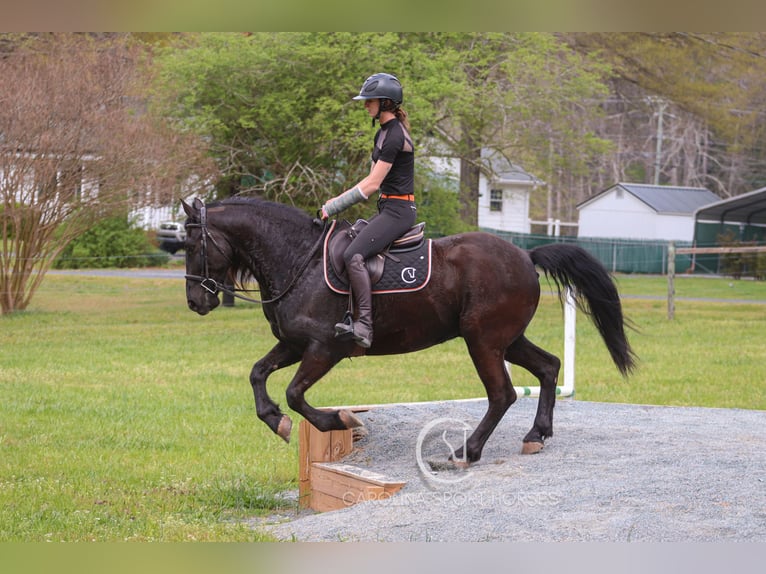 Frisone / Frisone Occidentale Castrone 7 Anni 155 cm Morello in Clover, SC