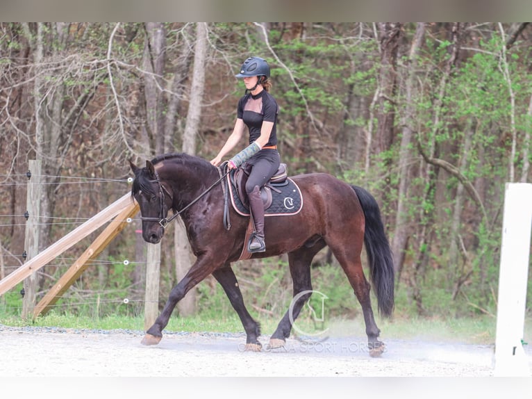 Frisone / Frisone Occidentale Castrone 7 Anni 155 cm Morello in Clover, SC
