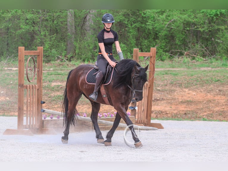 Frisone / Frisone Occidentale Castrone 7 Anni 155 cm Morello in Clover, SC