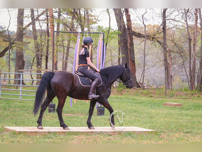 Frisone / Frisone Occidentale Castrone 7 Anni 155 cm Morello in Clover, SC
