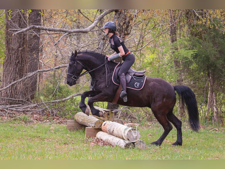 Frisone / Frisone Occidentale Castrone 7 Anni 155 cm Morello in Clover, SC