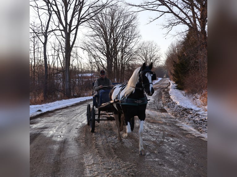 Frisone / Frisone Occidentale Mix Castrone 7 Anni 155 cm Pezzato in Howell