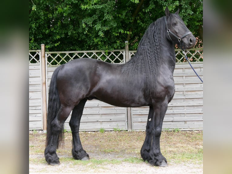 Frisone / Frisone Occidentale Castrone 7 Anni 156 cm Morello in Dorsten