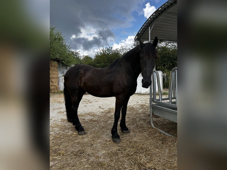 Frisone / Frisone Occidentale Castrone 7 Anni 158 cm Morello in Hamm Frisone / Frisone Occidentale Castrone 7 Anni 158 cm Morello in Hamm