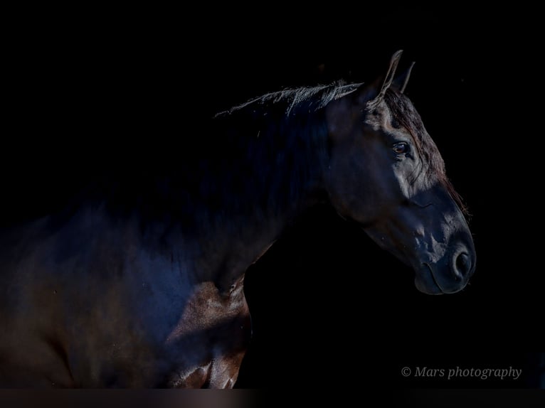 Frisone / Frisone Occidentale Castrone 7 Anni 160 cm Morello in Sugarcreek