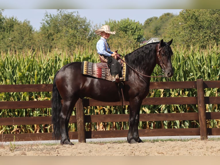 Frisone / Frisone Occidentale Castrone 7 Anni 160 cm Morello in Sugarcreek