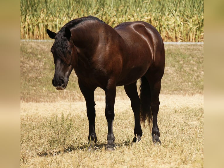 Frisone / Frisone Occidentale Mix Castrone 7 Anni 163 cm Morello in Fresno