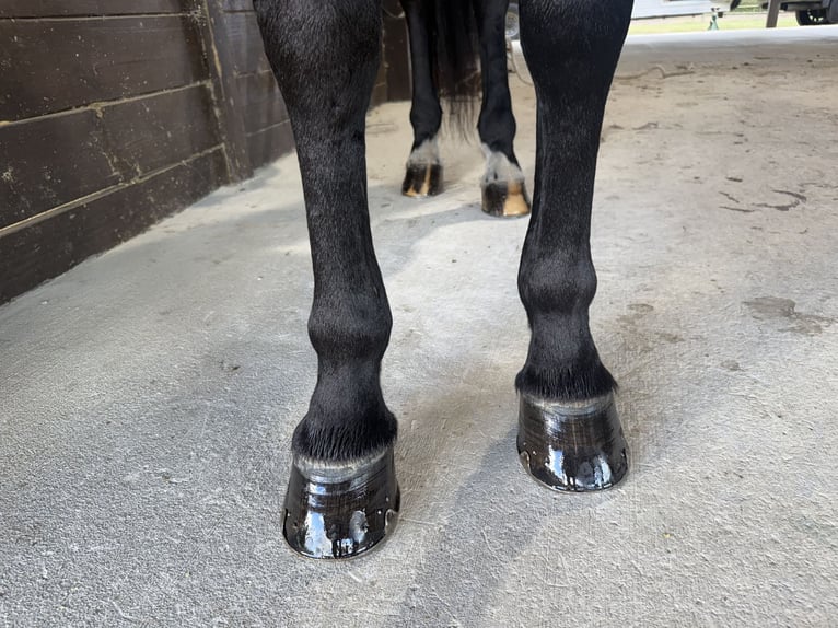 Frisone / Frisone Occidentale Mix Castrone 7 Anni 163 cm Morello in Ocala, FL