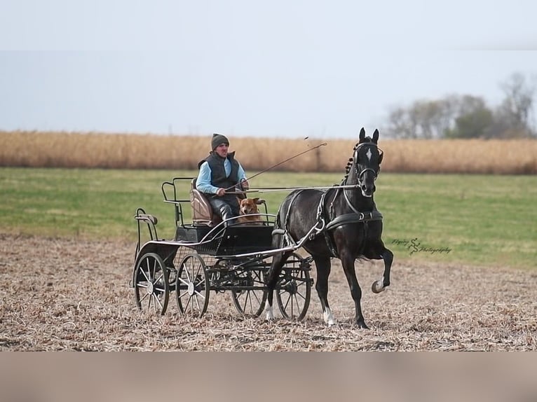 Frisone / Frisone Occidentale Castrone 7 Anni 163 cm Morello in Fairbank IA