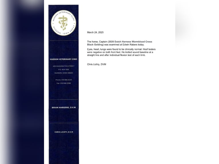 Frisone / Frisone Occidentale Castrone 7 Anni 163 cm Morello in Fairbank IA