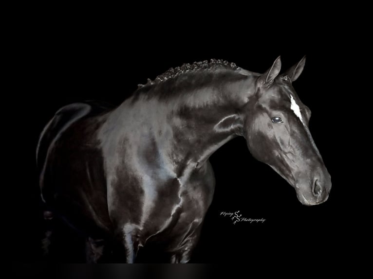 Frisone / Frisone Occidentale Castrone 7 Anni 163 cm Morello in Fairbank IA