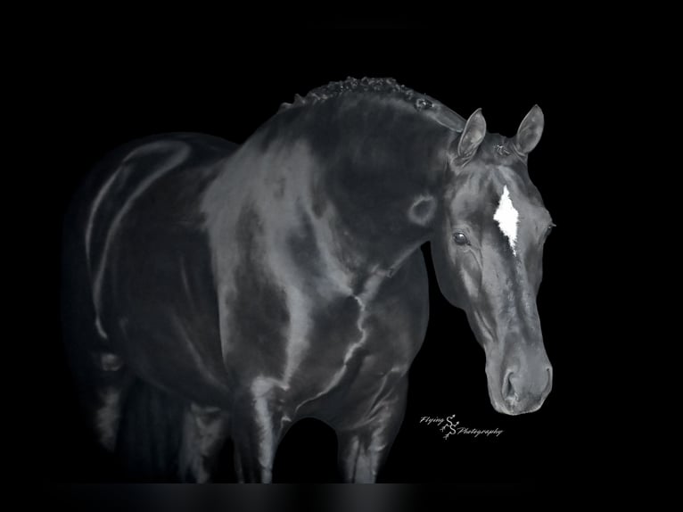 Frisone / Frisone Occidentale Castrone 7 Anni 163 cm Morello in Fairbank IA