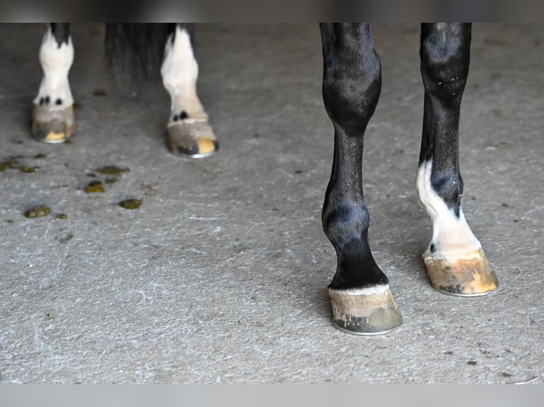 Frisone / Frisone Occidentale Castrone 7 Anni 163 cm Morello in Fairbank IA