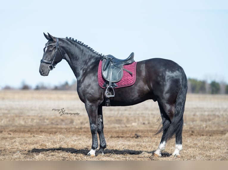 Frisone / Frisone Occidentale Castrone 7 Anni 163 cm Morello in Fairbank IA