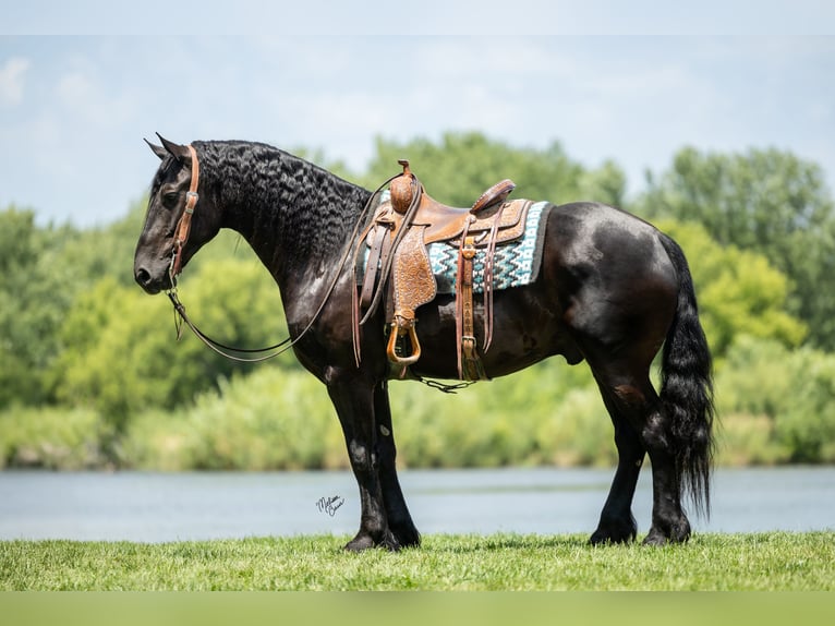 Frisone / Frisone Occidentale Castrone 7 Anni 163 cm Morello in Windom