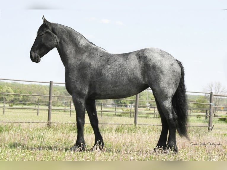 Frisone / Frisone Occidentale Castrone 7 Anni 165 cm Roano blu in Oelwein IA