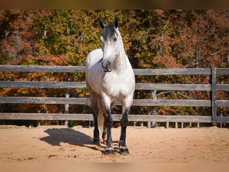 Frisone / Frisone Occidentale Mix Castrone 7 Anni 168 cm Grigio in Clover