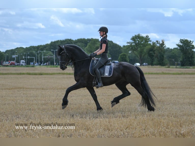 Frisone / Frisone Occidentale Castrone 7 Anni 168 cm Morello in Mijnsheerenland