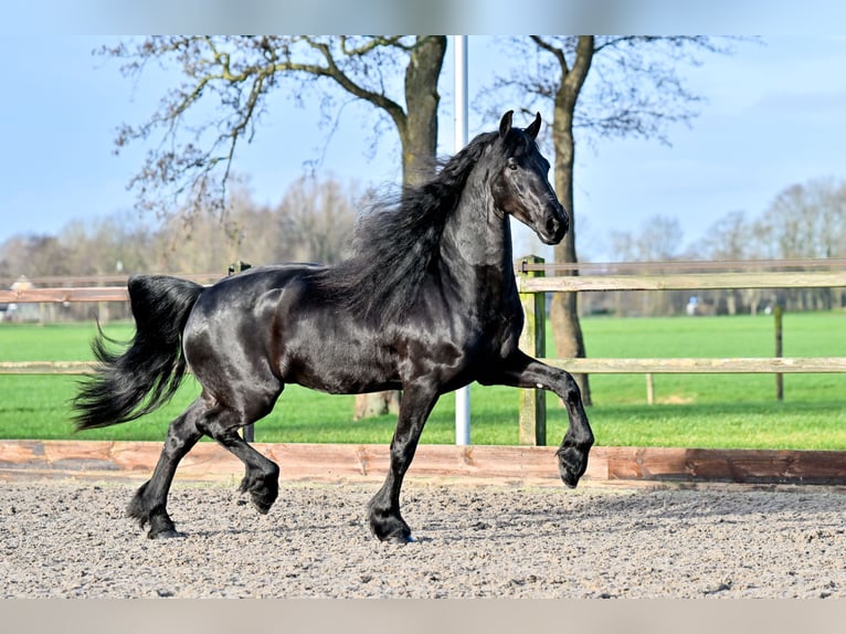 Frisone / Frisone Occidentale Castrone 7 Anni 170 cm Morello in Rottum