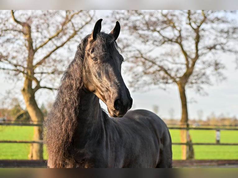 Frisone / Frisone Occidentale Castrone 7 Anni 170 cm Morello in Rottum