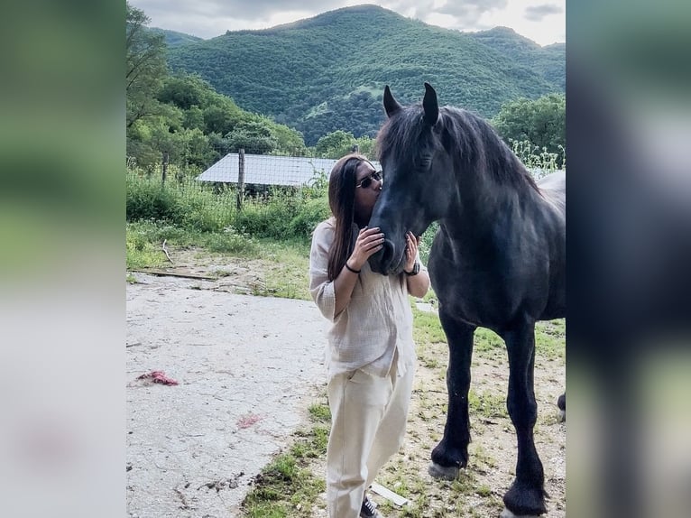 Frisone / Frisone Occidentale Castrone 7 Anni 173 cm Morello in London