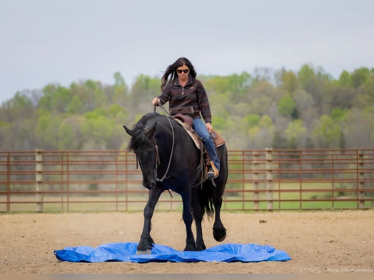 Frisone / Frisone Occidentale Mix Castrone 7 Anni 173 cm in Auburn, KY