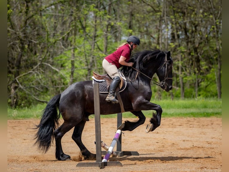 Frisone / Frisone Occidentale Mix Castrone 7 Anni 173 cm in Auburn, KY