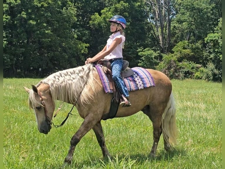 Frisone / Frisone Occidentale Mix Castrone 7 Anni Palomino in Robards