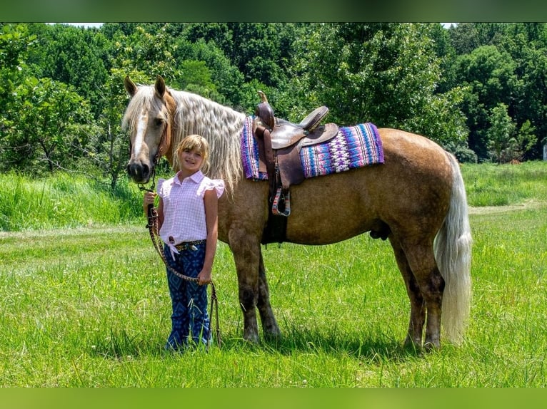 Frisone / Frisone Occidentale Mix Castrone 7 Anni Palomino in Robards