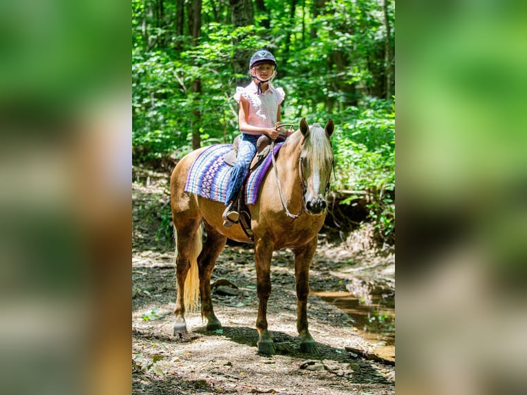 Frisone / Frisone Occidentale Mix Castrone 7 Anni Palomino in Robards