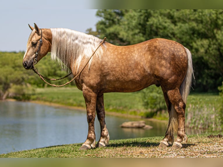 Frisone / Frisone Occidentale Mix Castrone 7 Anni Palomino in Robards