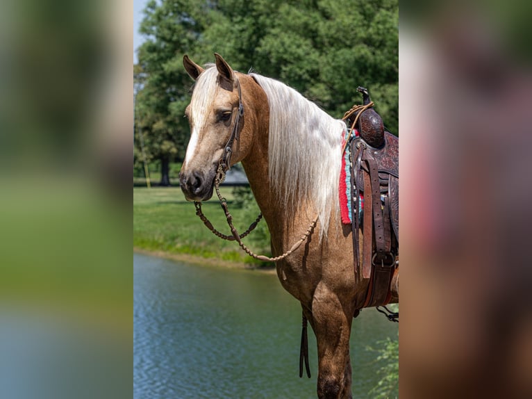 Frisone / Frisone Occidentale Mix Castrone 7 Anni Palomino in Robards