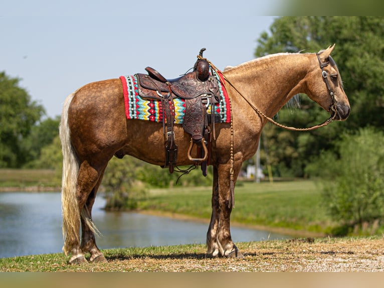 Frisone / Frisone Occidentale Mix Castrone 7 Anni Palomino in Robards