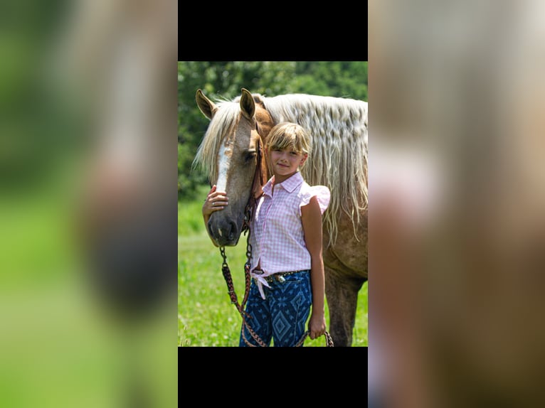 Frisone / Frisone Occidentale Mix Castrone 7 Anni Palomino in Robards