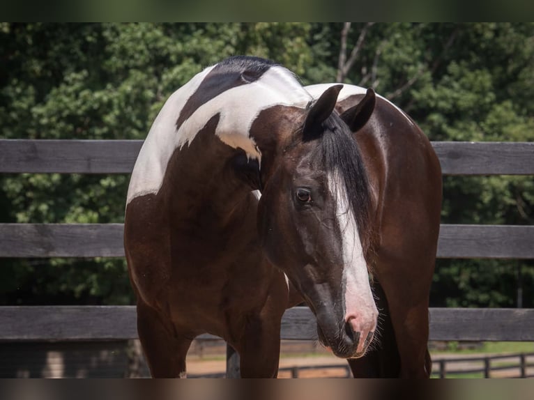 Frisone / Frisone Occidentale Mix Castrone 7 Anni Pezzato in Clover